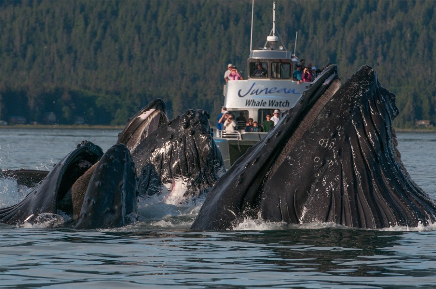 Best Whale Watching Tours In Juneau Alaska Best Whale Watching Tours In Juneau Alaska