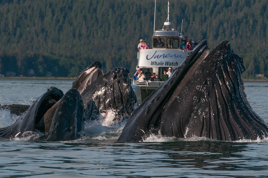 juneau-whale-watch