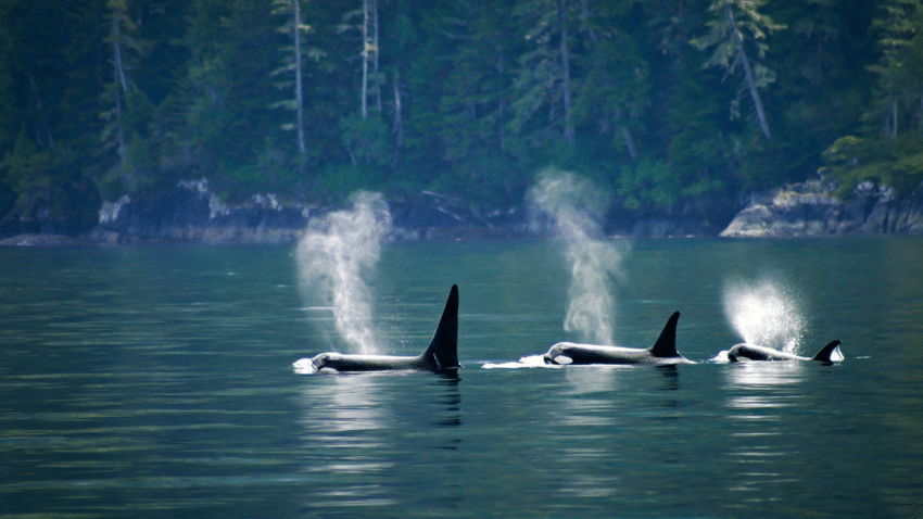 Pod-of-Orcas
