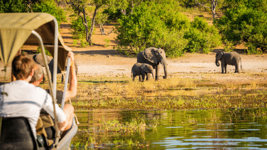 safari-tour-wildlife